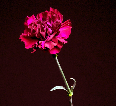 Carnations - The Comeback Flower of January