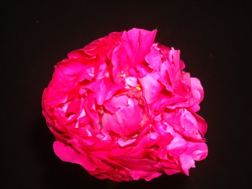 Peony season is almost over!